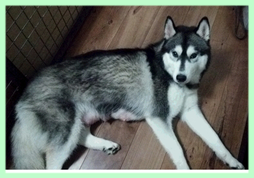 シベリアンハスキー　母犬　子犬販売の専門店　AngelWan　横浜