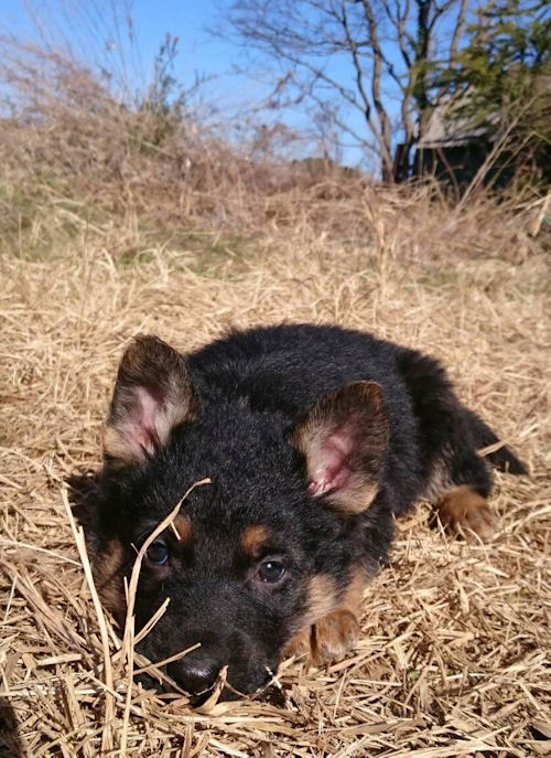 子犬　出産情報　ジャーマンシェパードドッグ