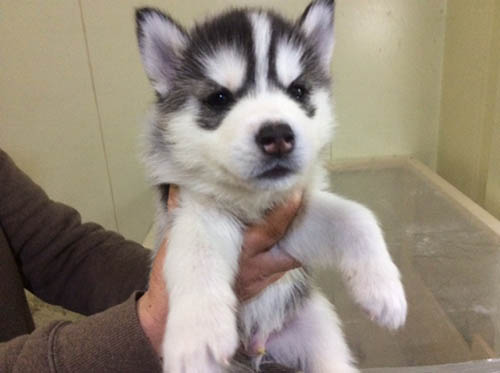 犬種 ブリーダー 子犬専門店 AngelWan 横浜