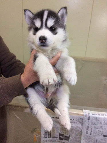 犬種 ブリーダー 子犬専門店 AngelWan 横浜