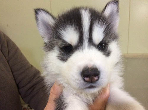 犬種 ブリーダー 子犬専門店 AngelWan 横浜