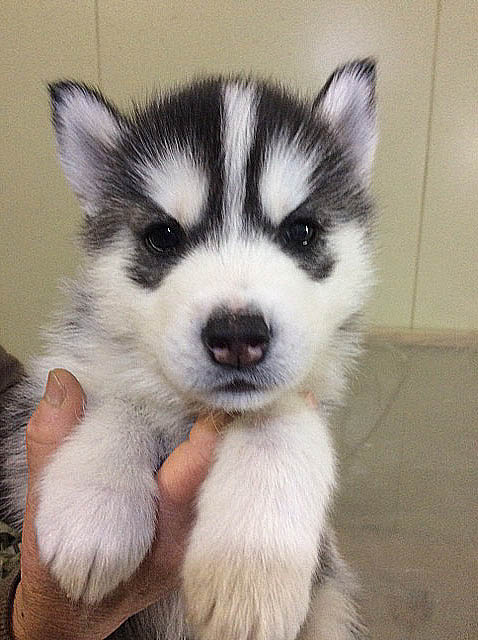 犬種 ブリーダー 子犬専門店 AngelWan 横浜