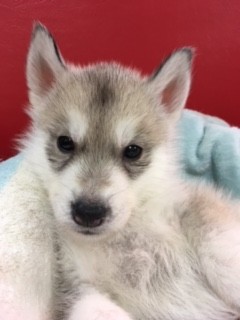 シベリアンハスキー ブリーダー 子犬専門店 AngelWan 横浜