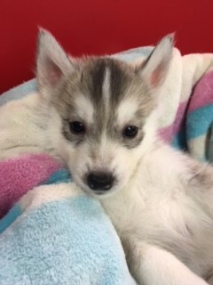 シベリアンハスキー ブリーダー 子犬専門店 AngelWan 横浜