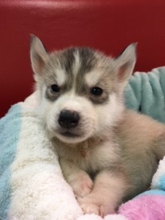 シベリアンハスキー ブリーダー 子犬専門店 AngelWan 横浜