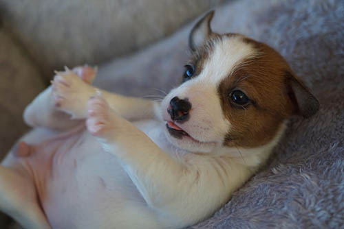ジャックラッセルテリア ブリーダー 子犬専門店 AngelWan 横浜