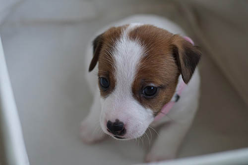 ジャックラッセルテリア ブリーダー 子犬専門店 AngelWan 横浜