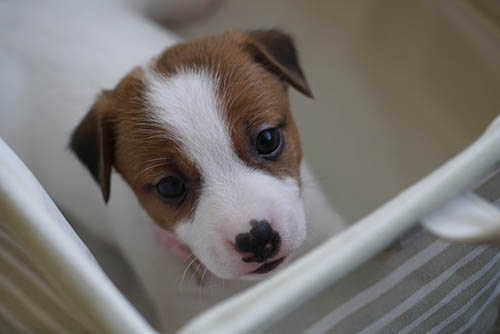 ジャックラッセルテリア ブリーダー 子犬専門店 AngelWan 横浜