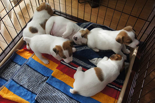 ジャックラッセルテリア ブリーダー 子犬専門店 AngelWan 横浜