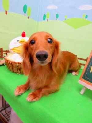 カニーンヘンダックスフンド ブリーダー 子犬専門店 AngelWan 横浜