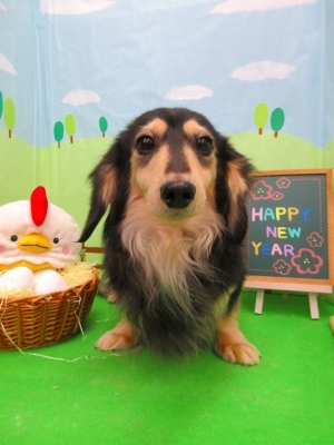 カニーンヘンダックスフンド ブリーダー 子犬専門店 AngelWan 横浜