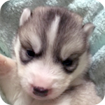 シベリアンハスキー シルバー&ホワイト オス 子犬販売の専門店 AngelWan 横浜