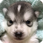 シベリアンハスキー　シルバー＆ホワイト　メス　子犬販売の専門店　AngelWan　横浜