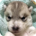 シベリアンハスキー　シルバー＆ホワイト　メス　子犬販売の専門店　AngelWan　横浜