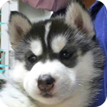 シベリアンハスキー　ブラック＆ホワイト　メス　子犬販売の専門店　AngelWan　横浜