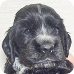 イングリッシュコッカースパニエル ブラック オス 子犬販売の専門店 AngelWan 横浜