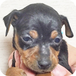 ミニチュアピンシャー　ブラックタン　メス　子犬販売の専門店　AngelWan　横浜