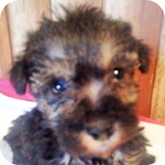 ミックス　シュナプー　ソルト＆ペッパー　メス　子犬販売の専門店　AngelWan　横浜