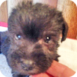 ミックス　シュナプー　ブラック　メス　子犬販売の専門店　AngelWan　横浜