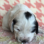 イングリッシュコッカースパニエル 子犬専門店 AngelWan 横浜