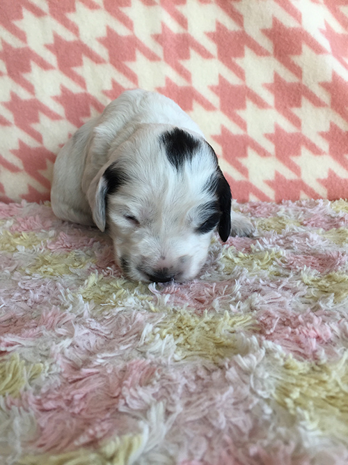 イングリッシュコッカースパニエル 子犬専門店 AngelWan 横浜