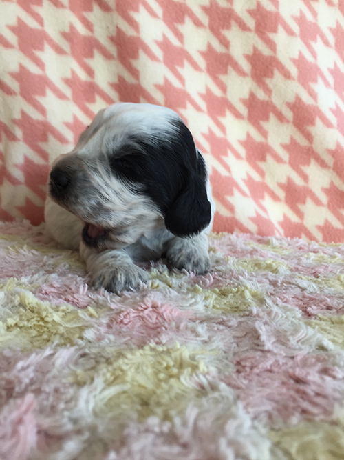 イングリッシュコッカースパニエル 子犬専門店 AngelWan 横浜