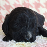 イングリッシュコッカースパニエル 子犬専門店 AngelWan 横浜