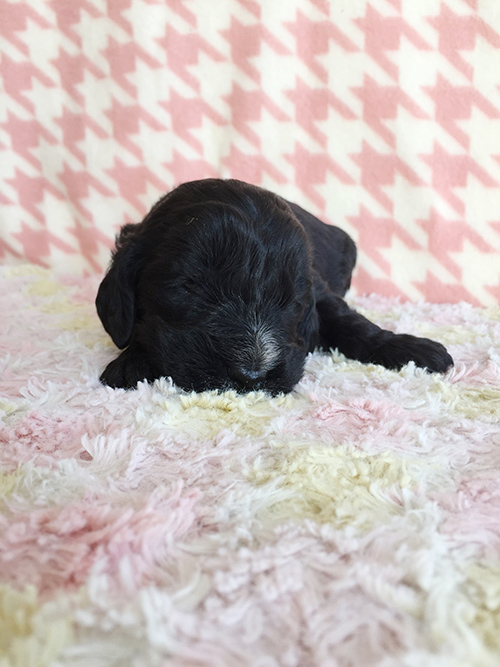 イングリッシュコッカースパニエル 子犬専門店 AngelWan 横浜