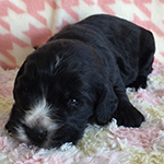 イングリッシュコッカースパニエル 子犬専門店 AngelWan 横浜