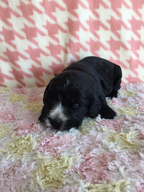 イングリッシュコッカースパニエル 子犬専門店 AngelWan 横浜