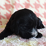 イングリッシュコッカースパニエル 子犬専門店 AngelWan 横浜