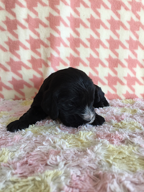 イングリッシュコッカースパニエル 子犬専門店 AngelWan 横浜