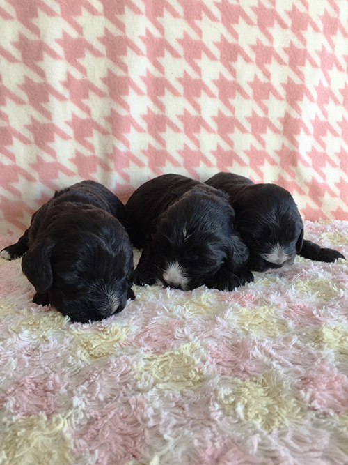 イングリッシュコッカースパニエル 子犬専門店 AngelWan 横浜