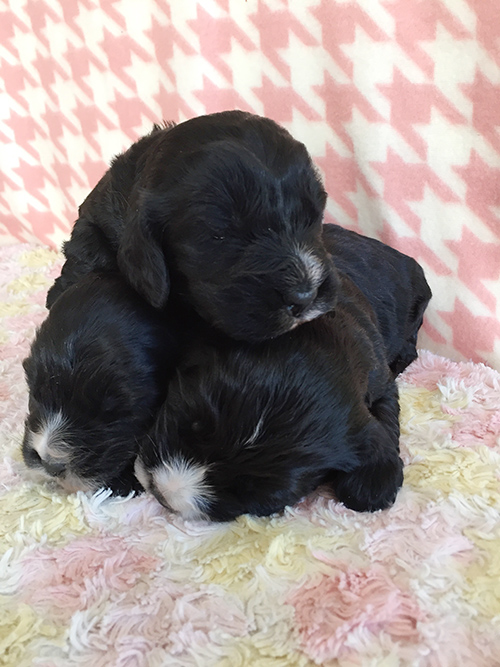 イングリッシュコッカースパニエル 子犬専門店 AngelWan 横浜