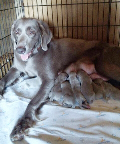 ワイマラナー ブリーダー 子犬専門店 AngelWan 横浜