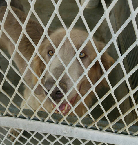 ワイマラナー ブリーダー 子犬専門店 AngelWan 横浜