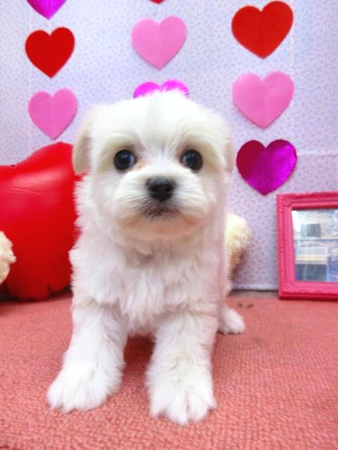 チワワ　マルチーズ　子犬　デザインドッグ