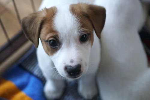 ジャックラッセルテリア　こいぬ　横浜　神奈川