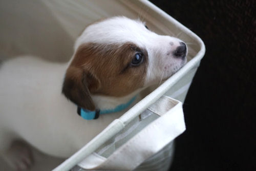 ジャックラッセルテリア　JKC　小型犬　