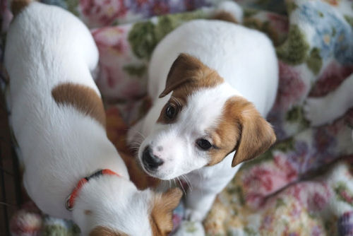 ジャックラッセルテリア　雄　ブリーダー