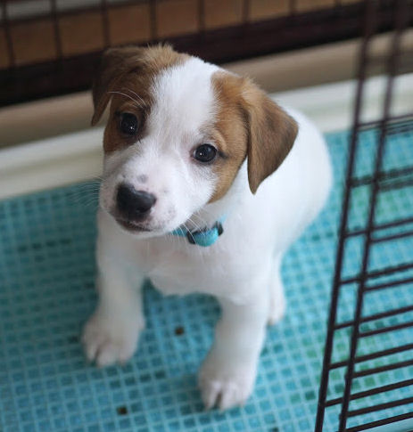 ジャックラッセルテリア　元気　子犬