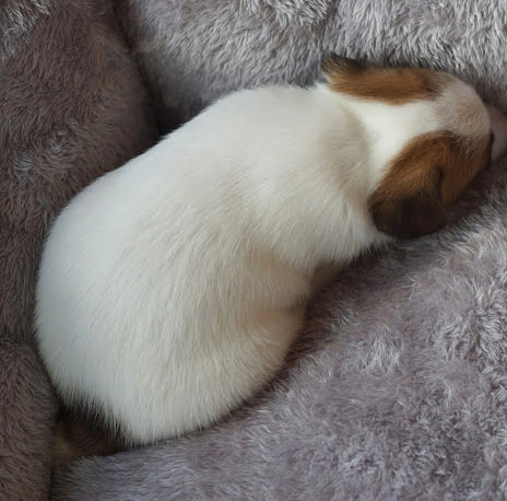 ジャックラッセルテリア　湘南　川崎　町田　相模原