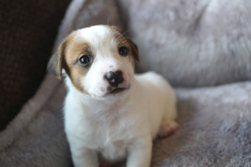 ジャックラッセルテリア　オーナー　短足　スムース