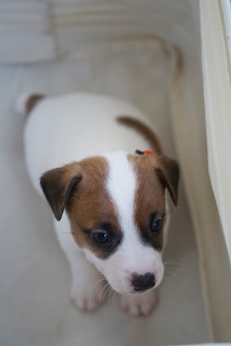 ジャックラッセルテリア ブリーダー 子犬専門店 AngelWan 横浜