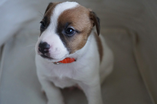 ジャックラッセルテリア ブリーダー 子犬専門店 AngelWan 横浜