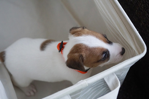 ジャックラッセルテリア ブリーダー 子犬専門店 AngelWan 横浜