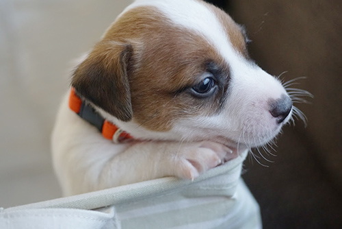ジャックラッセルテリア ブリーダー 子犬専門店 AngelWan 横浜