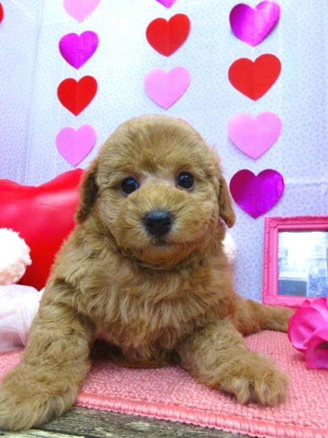 トイプードル ブリーダー 子犬直販