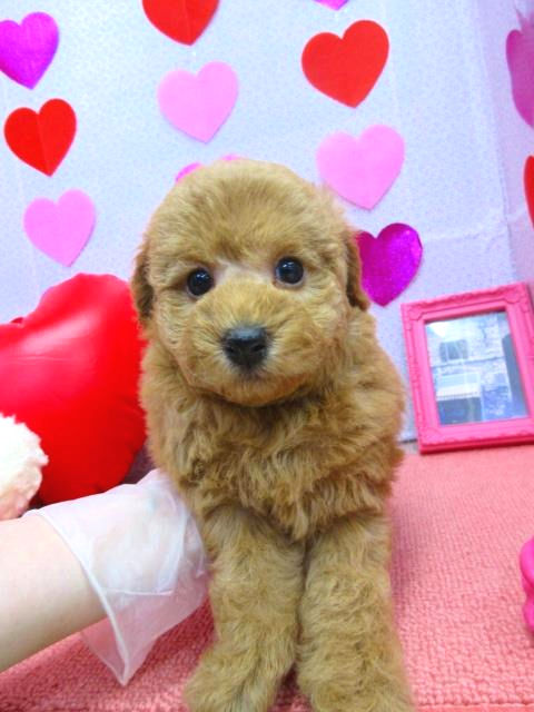 トイプードル アプリコット メス