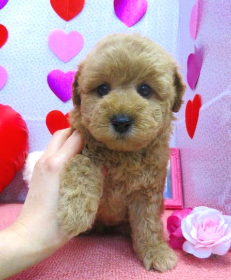 トイプードル ふわふわ もこもこ 赤ちゃん